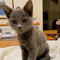 Mouse, Baby Female Domestic Medium Hair