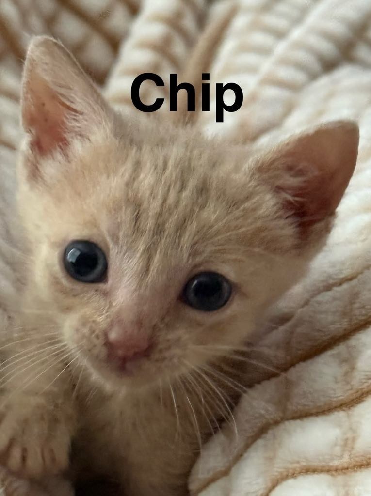 Chip