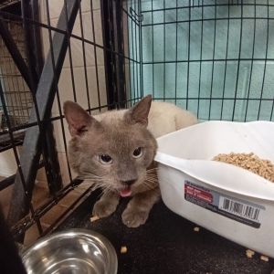 Rigg, Adult Male Domestic Short Hair