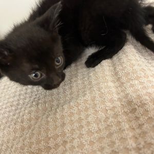Haha, Baby Male Domestic Short Hair