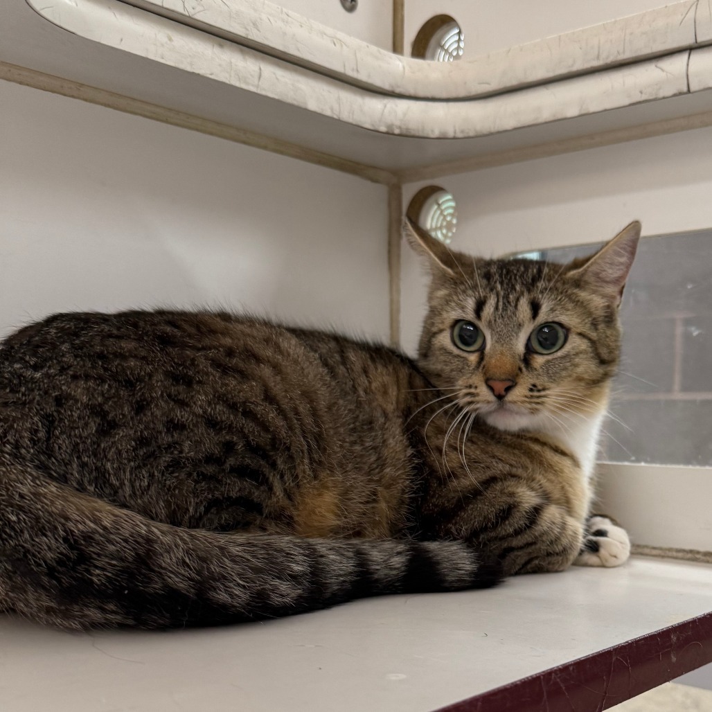 Mother Gothel, an adoptable Domestic Short Hair in Cheyenne, WY, 82007 | Photo Image 2