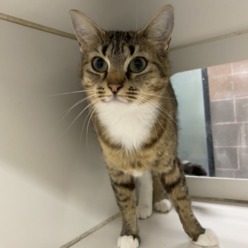 Mother Gothel, an adoptable Domestic Short Hair in Cheyenne, WY, 82007 | Photo Image 3