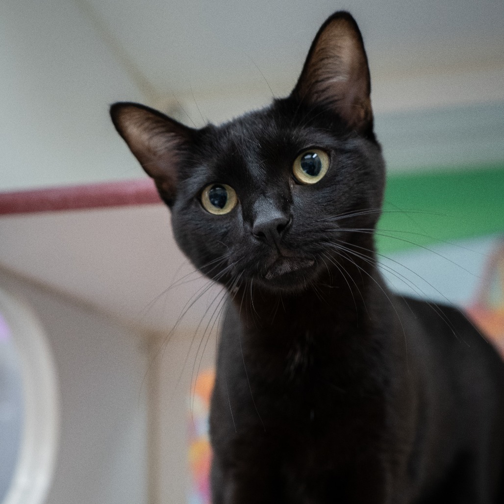 Citrus, an adoptable Domestic Short Hair in Cheyenne, WY, 82007 | Photo Image 1