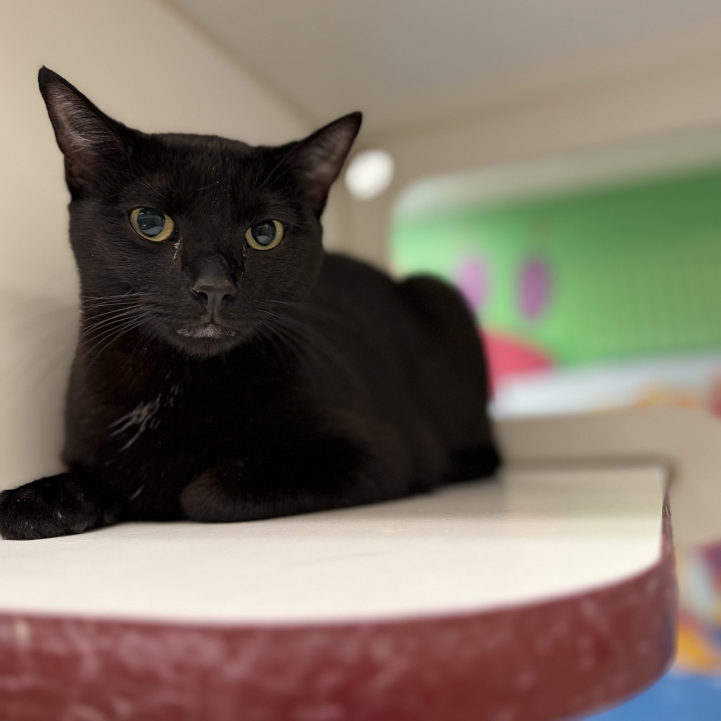 Citrus, an adoptable Domestic Short Hair in Cheyenne, WY, 82007 | Photo Image 2