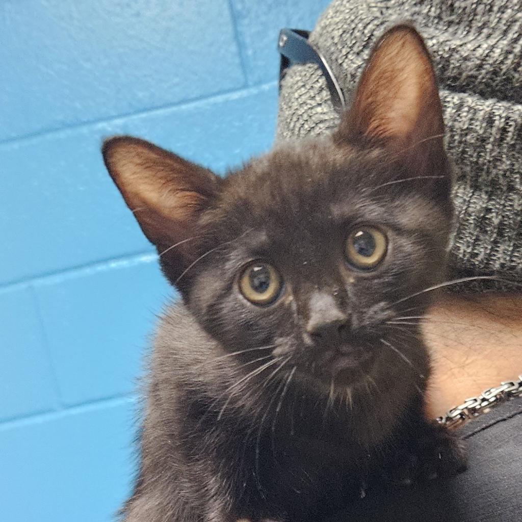 Citrus, an adoptable Domestic Short Hair in Cheyenne, WY, 82007 | Photo Image 3