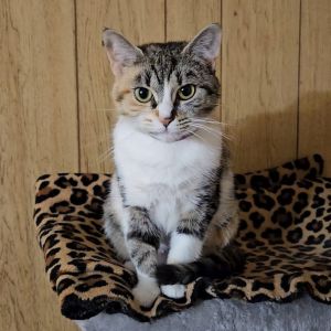 Sundae, Adult Female unknown