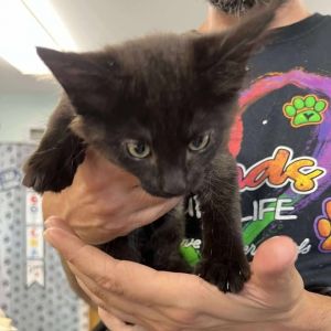 Feta, Baby Female Domestic Short Hair