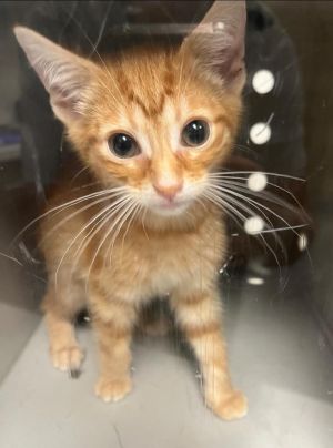 Marilyn, Baby Female Domestic Short Hair