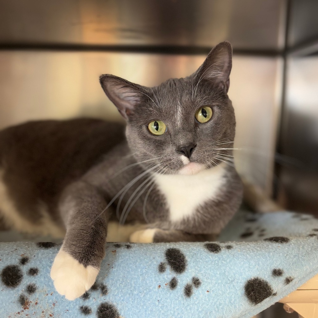 Palmer--In Foster, an adoptable Domestic Short Hair in Fargo, ND, 58102 | Photo Image 1