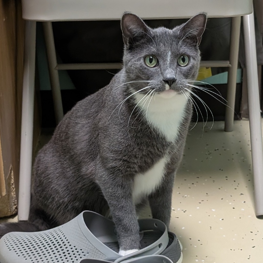 Palmer--In Foster, an adoptable Domestic Short Hair in Fargo, ND, 58102 | Photo Image 2