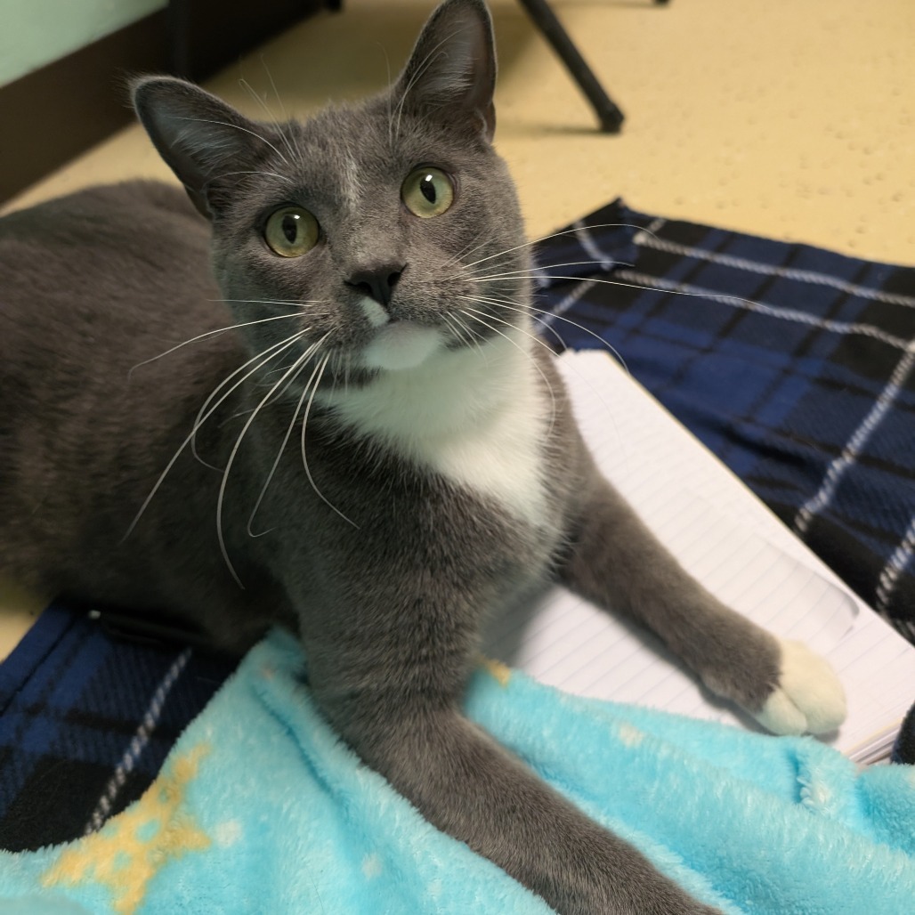 Palmer--In Foster, an adoptable Domestic Short Hair in Fargo, ND, 58102 | Photo Image 3