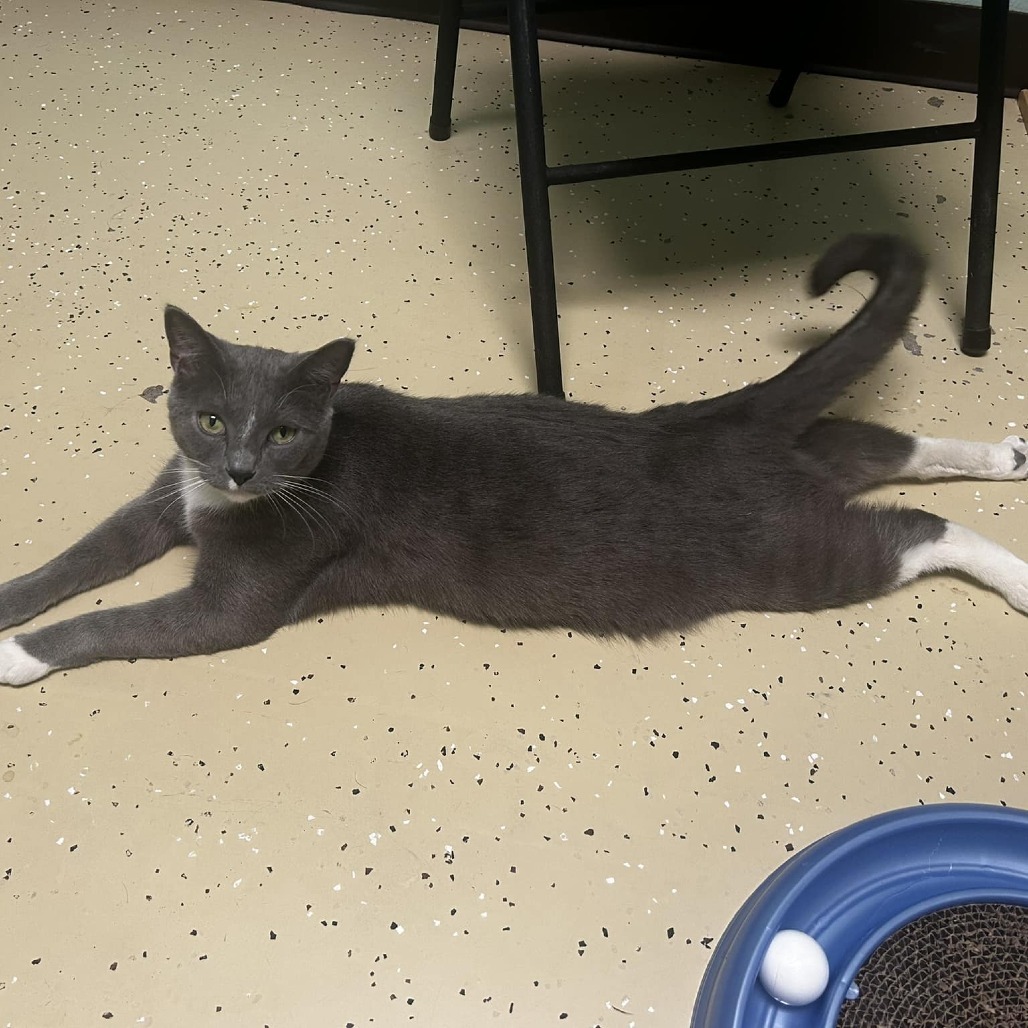 Palmer--In Foster, an adoptable Domestic Short Hair in Fargo, ND, 58102 | Photo Image 4