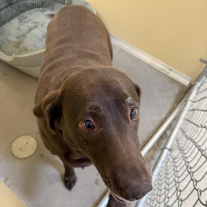 Aspen, an adoptable Chocolate Labrador Retriever in Cody, WY, 82414 | Photo Image 1
