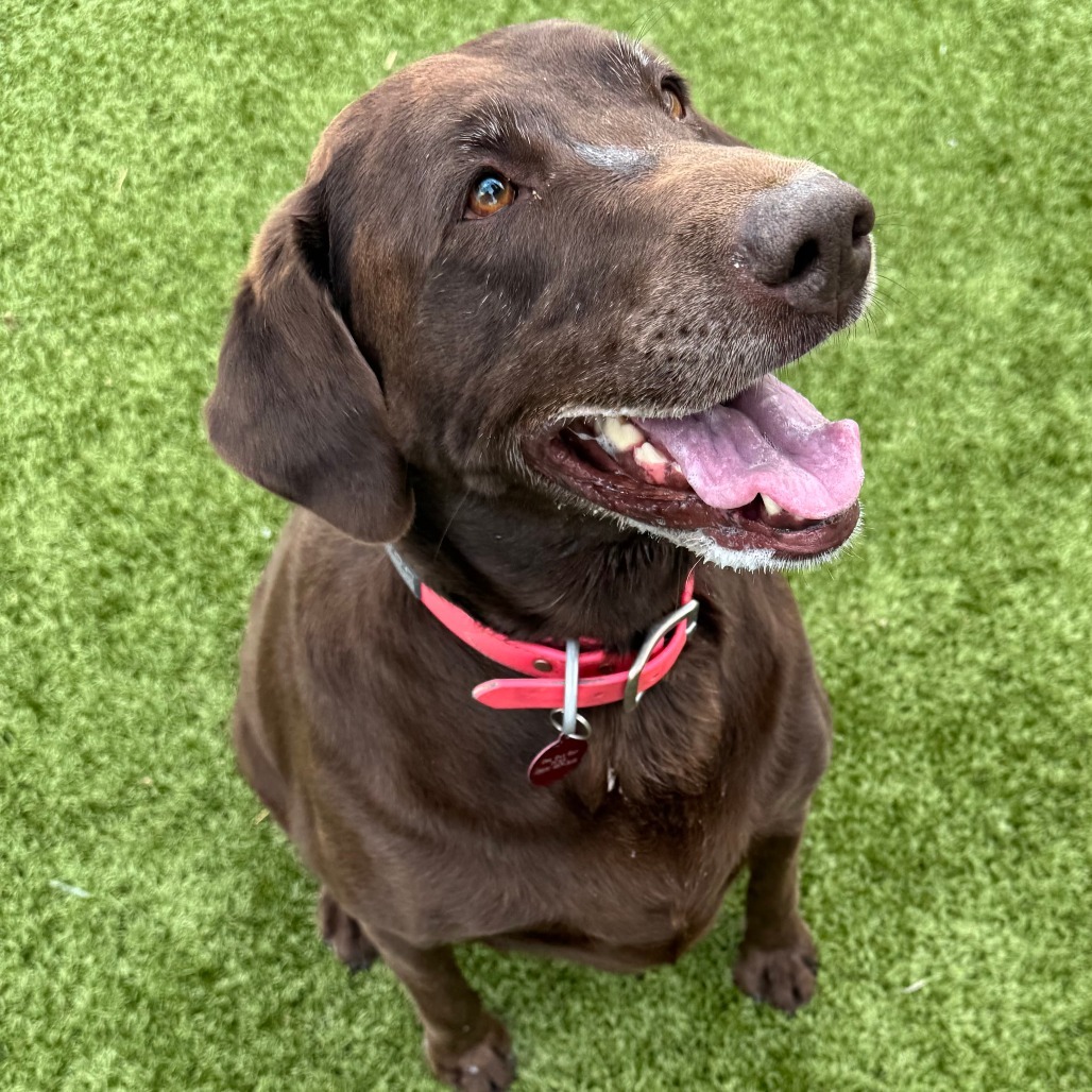 Aspen, an adoptable Chocolate Labrador Retriever in Cody, WY, 82414 | Photo Image 1