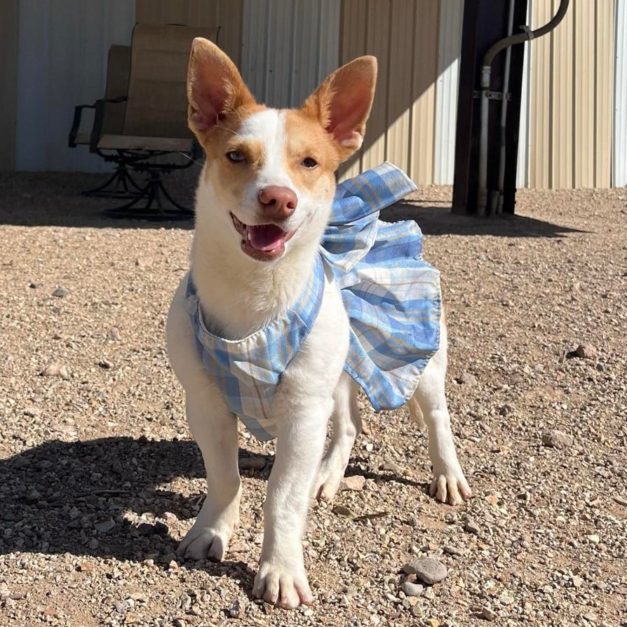 Cupcake, an adoptable Corgi in Wickenburg, AZ, 85390 | Photo Image 1
