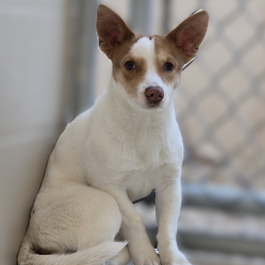 Cupcake, an adoptable Corgi in Wickenburg, AZ, 85390 | Photo Image 2