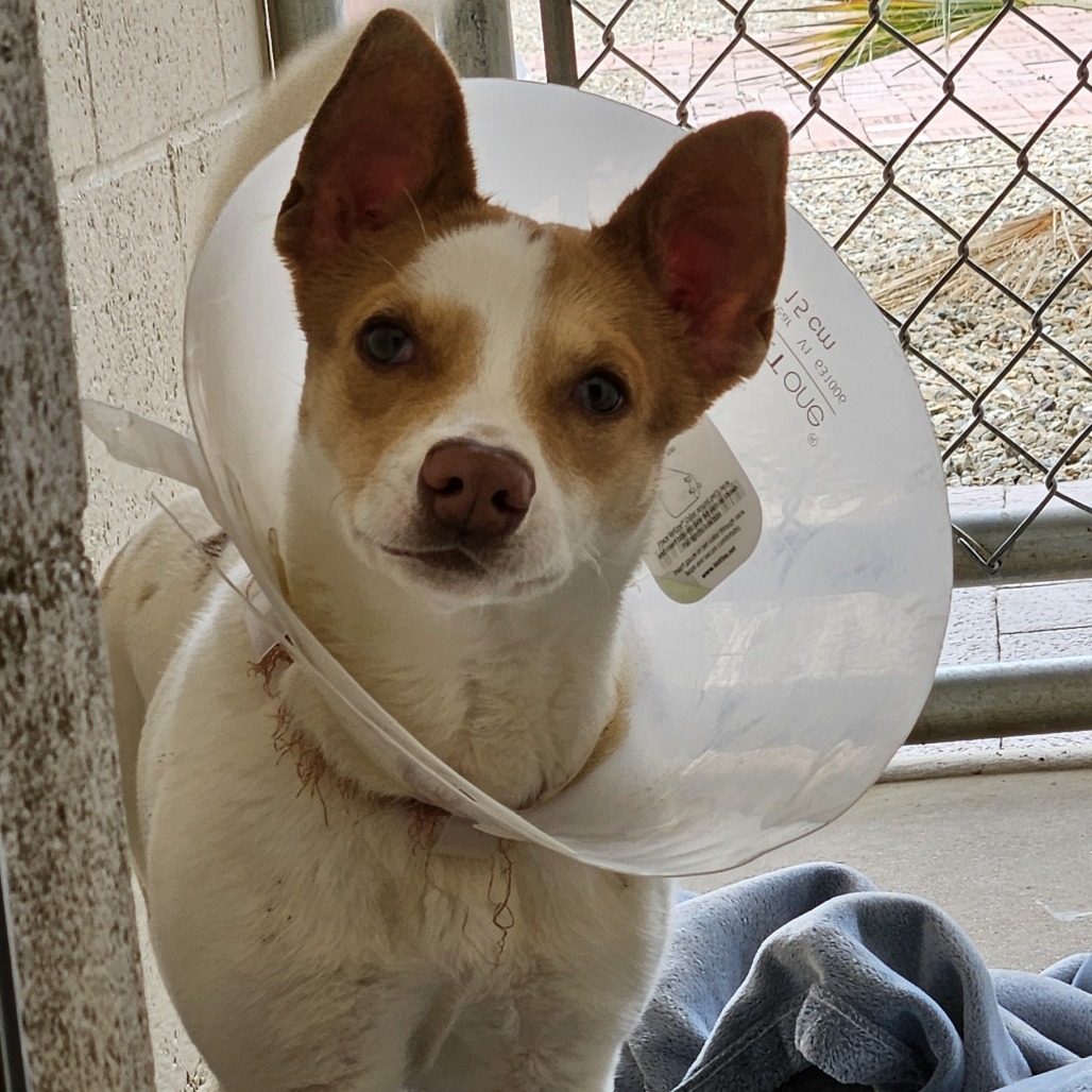Cupcake, an adoptable Corgi in Wickenburg, AZ, 85390 | Photo Image 3