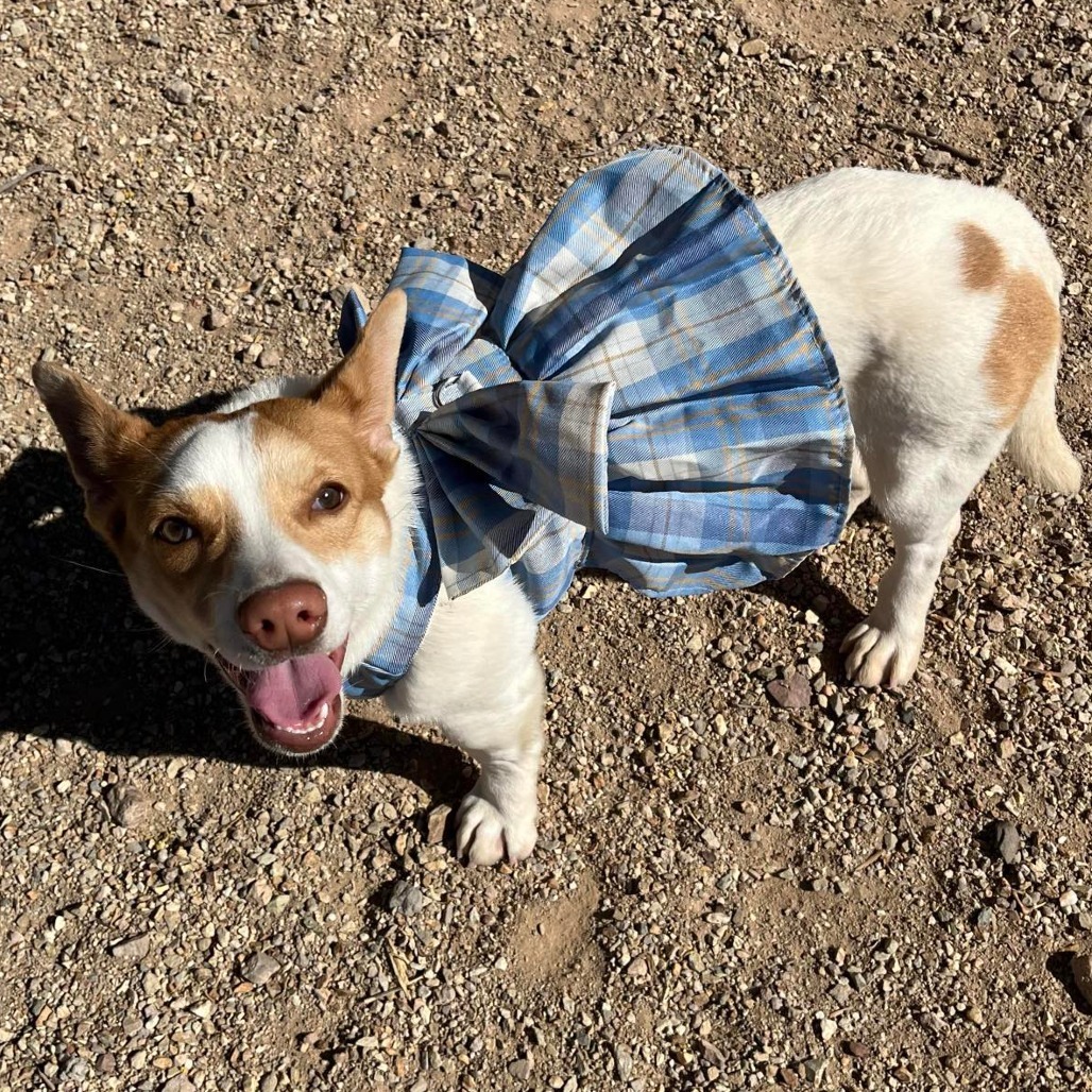 Cupcake, an adoptable Corgi in Wickenburg, AZ, 85390 | Photo Image 4
