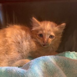 Gumbus, Baby Male Domestic Short Hair
