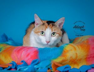 Tigress, Young Female Domestic Short Hair