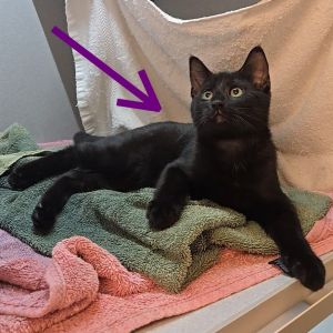 Mochi, Baby Male Domestic Medium Hair