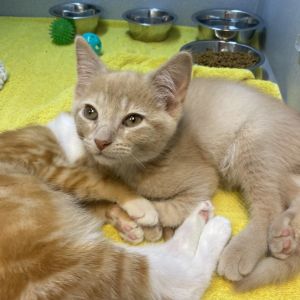 Jake, Baby Male Domestic Short Hair