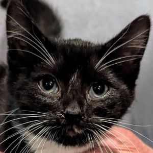 Carl, Baby Male Domestic Short Hair