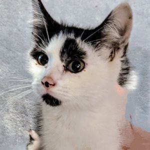 Cowgirl, Baby Female Domestic Medium Hair