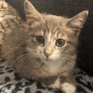 Regina, Baby Female Domestic Medium Hair