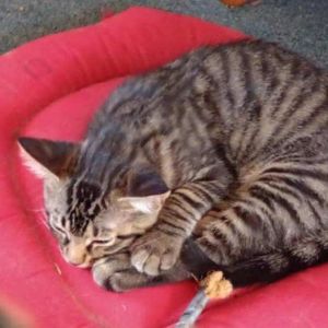 Idgie, Baby Female Domestic Short Hair