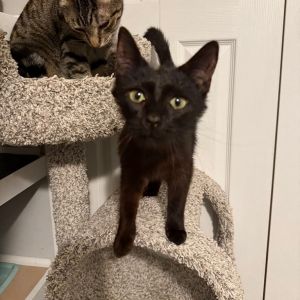 Rune, Young Female Domestic Short Hair