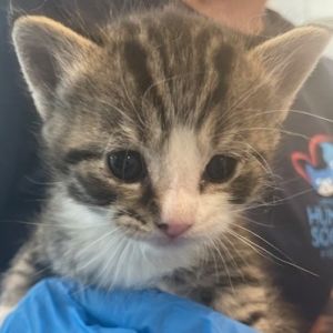Pancake, Baby Male Domestic Short Hair