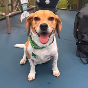 Sonny Max Beagle Dog
