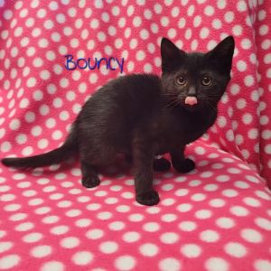 Bouncy, Baby Female Domestic Short Hair