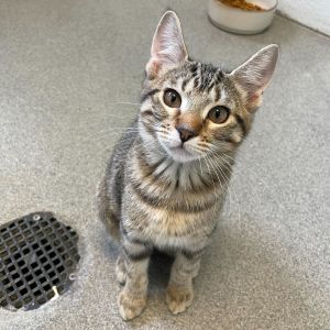 Quesadilla, Baby Female unknown