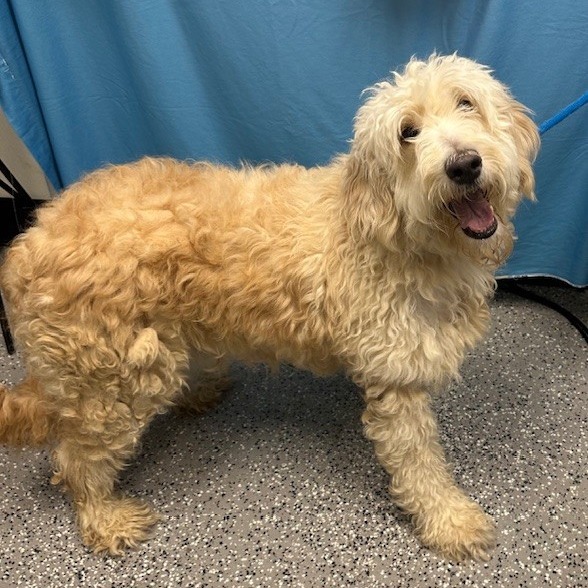 HACC-Stray-29392