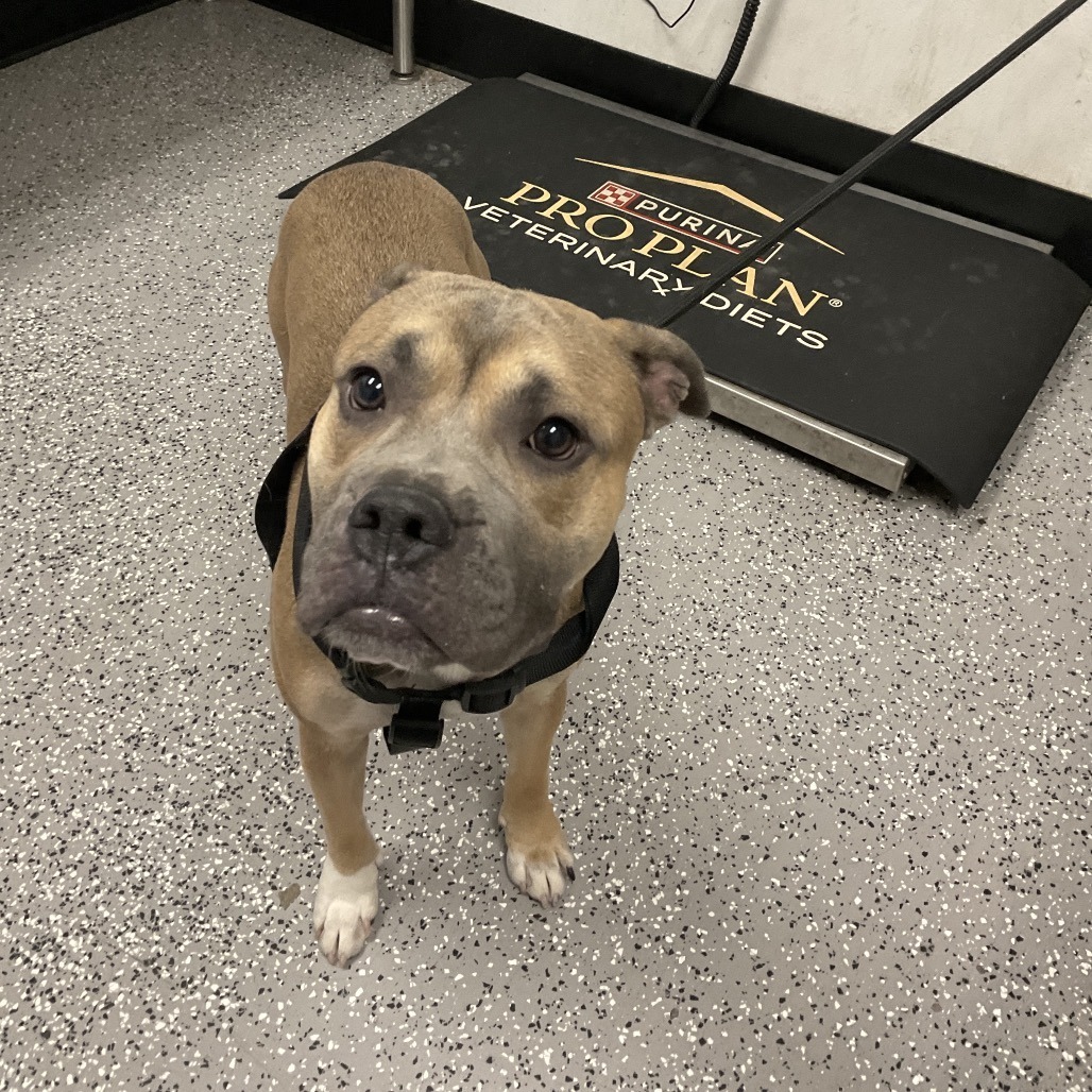 HACC-Stray-29404
