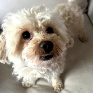 Pierre