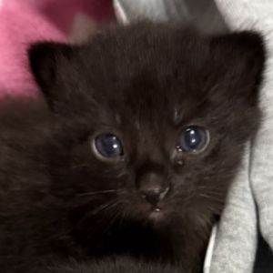 Montana, Baby Male Domestic Short Hair