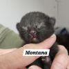Montana photo 2