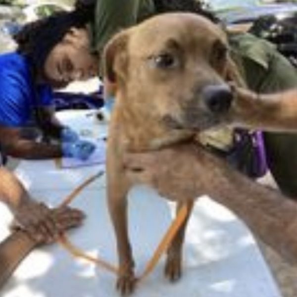 Pet Image