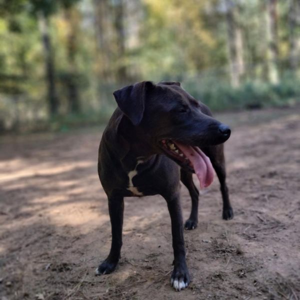 Pet Image