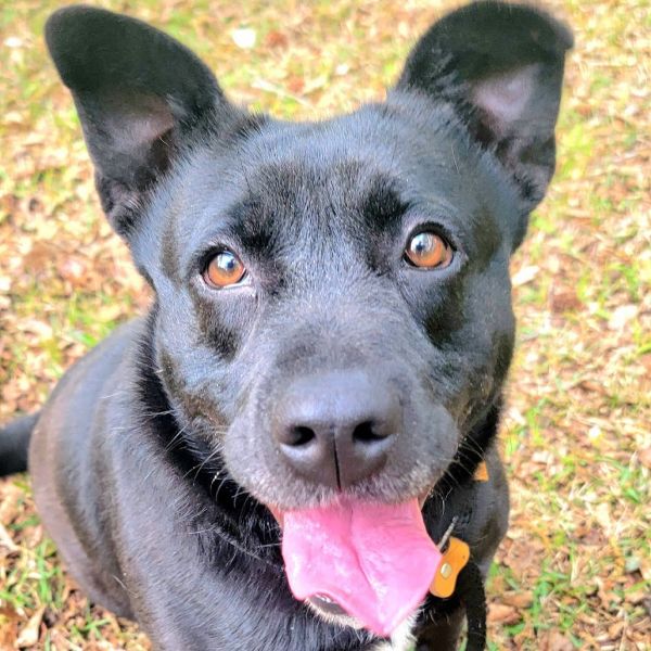 Pet Image