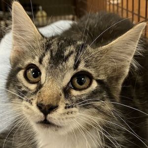 95829, Baby Female Domestic Medium Hair