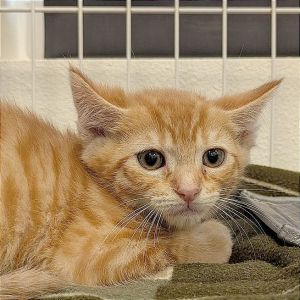 Chili, Baby Male Domestic Short Hair