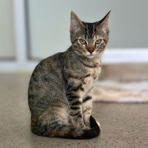 Maple, Baby Female unknown