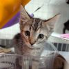 Maple photo 4