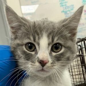 95878, Baby Male Domestic Short Hair