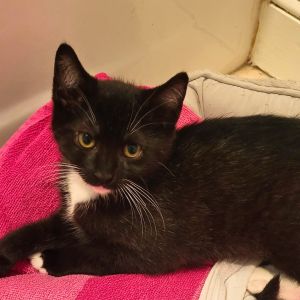 Miss Scarlet, Baby Female Domestic Short Hair