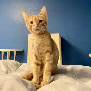 Taurus, Baby Male Domestic Short Hair